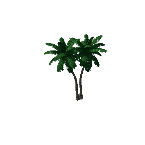 coconut palm1